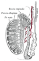 Sezione verticale dei testicoli, per mostrare la disposizione dei tubuli.
