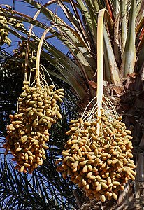Плоди фінікової пальми