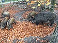 Wildschweine im Botnanger Wald
