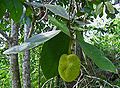 Frutto e foglie di Artocarpus odoratissimus, Borneo