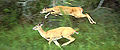 Correndo, il cervo dalla coda bianca raggiunge i 48 km/h
