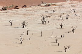 Vista de Dead Vlei, el paraje más popular del desierto de Namib.