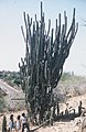 Cactus di casi 12 meter halto