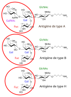 There are three basic variants of immunoglobulin antigens in humans that share a very similar chemical structure but are distinctly different. Red circles show where there are differences in chemical structure in the antigen-binding site (sometimes called the antibody-combining site) of human immunoglobulin. Notice the O-type antigen does not have a binding site.