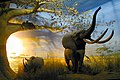 Diorama della savana africana, con leopardi, rinoceronte ed elefante.