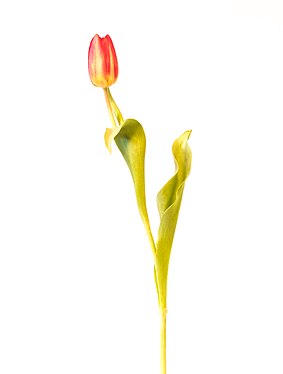 Eine Tulpe unbekannter Art