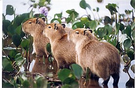 Kapibare