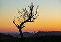 Image 7Dying tree at dusk