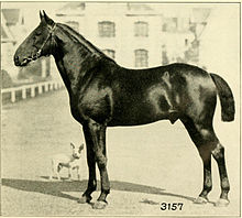 Photo d'un cheval vu sur son profil gauche