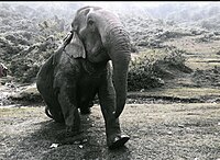 অষ্টম: Elephant in Assam, বেবী দেৱী