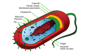 Prokaryote cell with structure and parts