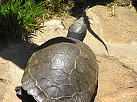 Madagaskarscheenplaatschildpad
