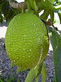 Frutto di Artocarpus altilis, Hawaii