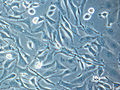 Adherent Chinese hamster ovary (CHO) cells in cell culture flask (phase contrast microscopic view)