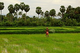 Contigu aux plaines du Tamil Nadu, le District de Palakkad est un des greniers à riz du Kerala.