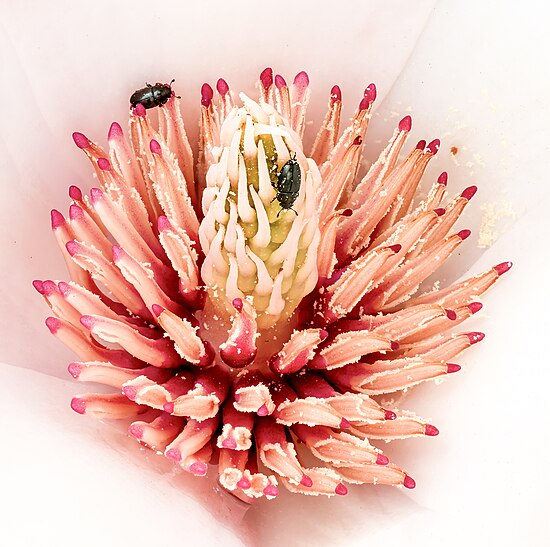 Bọ Meligethes aeneus trên một bông hoa mộc lan Hình: Reinhold Möller