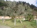 Mlada stabla maslina u Rapcu