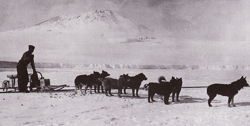 File:Sled dogs - Terra Nova Expedition.jpg