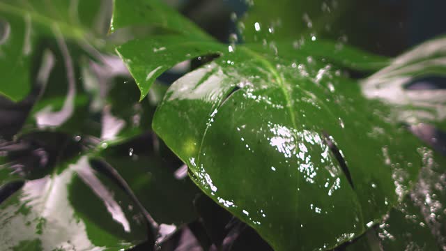 Slow Motion Water Splash on Leaves.